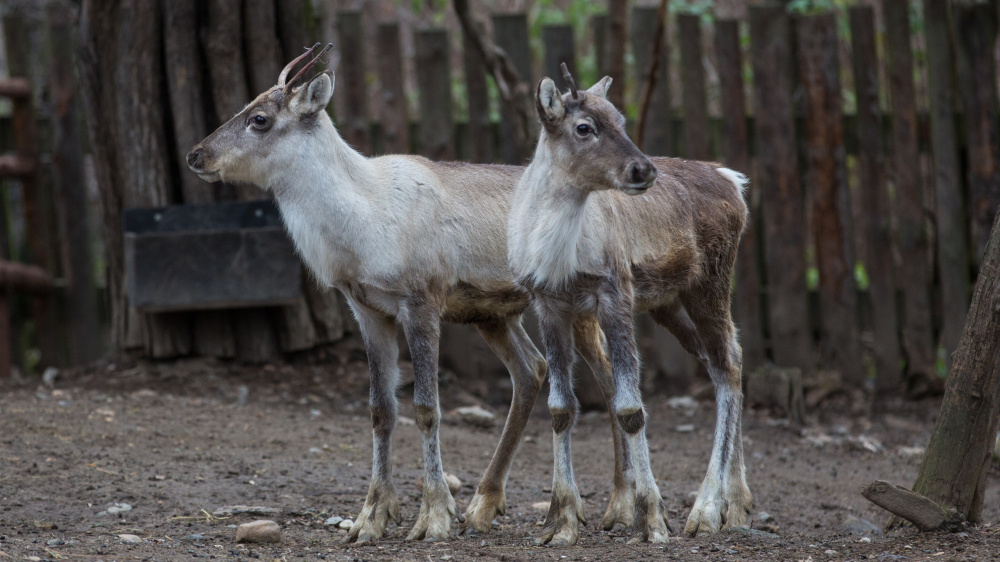 Sob karelský, foto: Václav Šilha, Zoo Praha