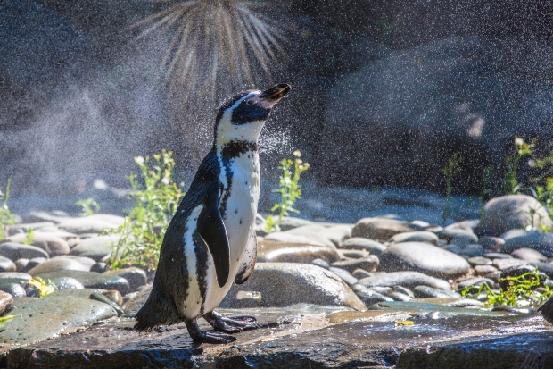 Tučňák Humboldtův. Foto: Petr Hamerník, Zoo Praha