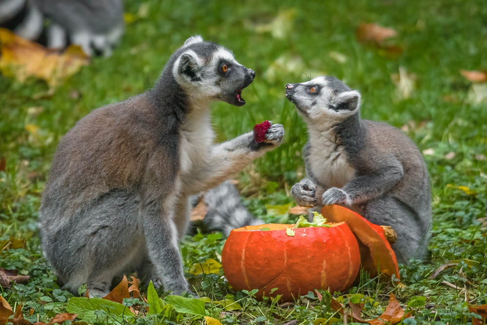Na podzim dostávají lemuři svou směs zeleniny a ovoce občas do vydlabaných dýní. Foto: Petr Hamerník, Zoo Praha