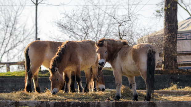K senu mají koně Převalského přístup po celý den. Foto: Petr Hamerník, Zoo Praha
