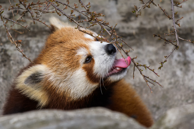 Pandy rády okusují větvičky ve výběhu. Foto: Petr Hamerník, Zoo Praha