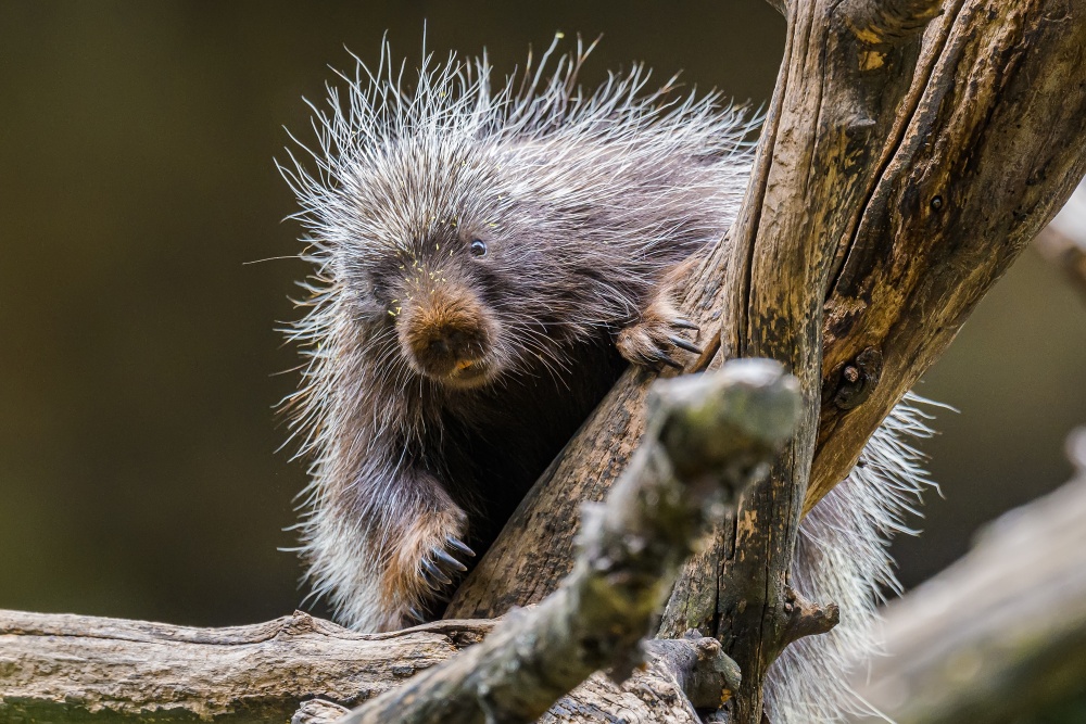 Z celé krmné dávky mají urzoni nejraději mladé větve s pupeny a šťavnaté listy a kůru javoru. Foto: Petr Hamerník, Zoo Praha