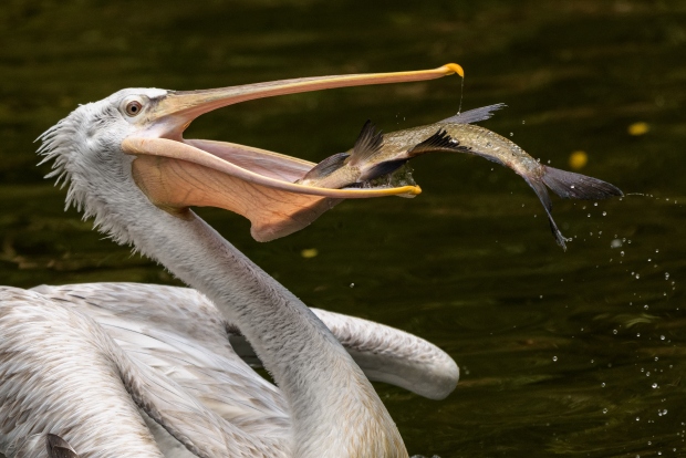Na rozdíl od pelikána bílého loví pelikán kadeřavý většinou sám a ryby chytá rovnou do zobáku. Foto: Petr Hamerník, Zoo Praha