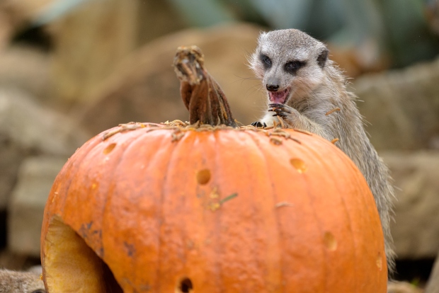 Dýňové hody se u surikat samozřejmě neobejdou bez červíků. Foto: Petr Hamerník, Zoo Praha