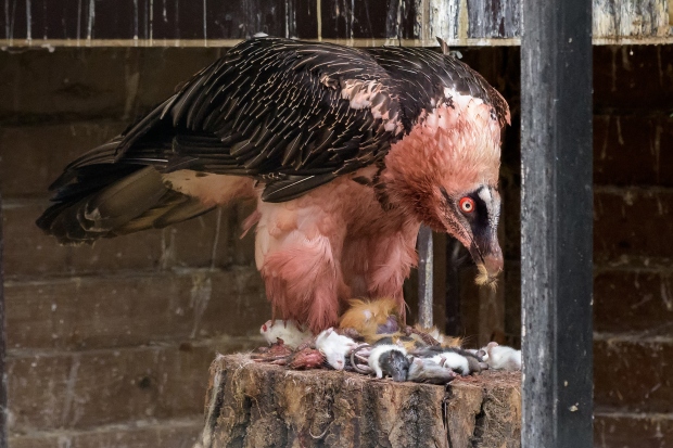 Orlosup bradatý má prostřeno. Foto: Petr Hamerník, Zoo Praha