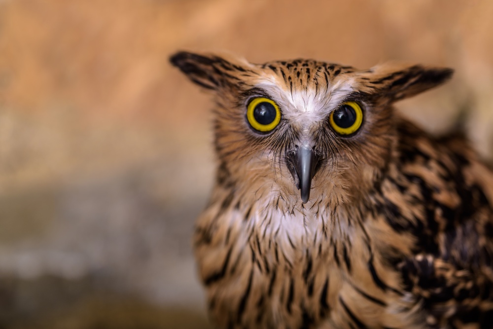 Ketupa malajská patří do skupiny tzv. rybích sov. Foto: Petr Hamerník, Zoo Praha