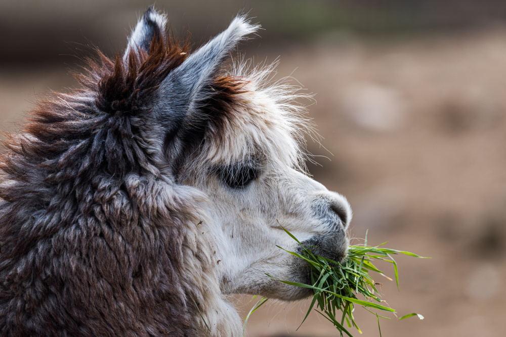 Lamy alpaky uvidíte v Dětském koutku, kde se i úspěšně rozmnožují. Foto: Petr Hamerník, Zoo Praha