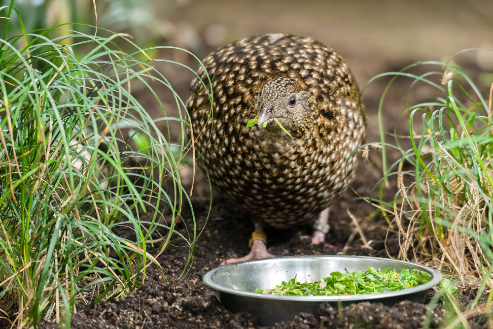 Samice satyra Temminckova u misky s krmením v pavilonu Sečuán. Foto: Petr Hamerník, Zoo Praha