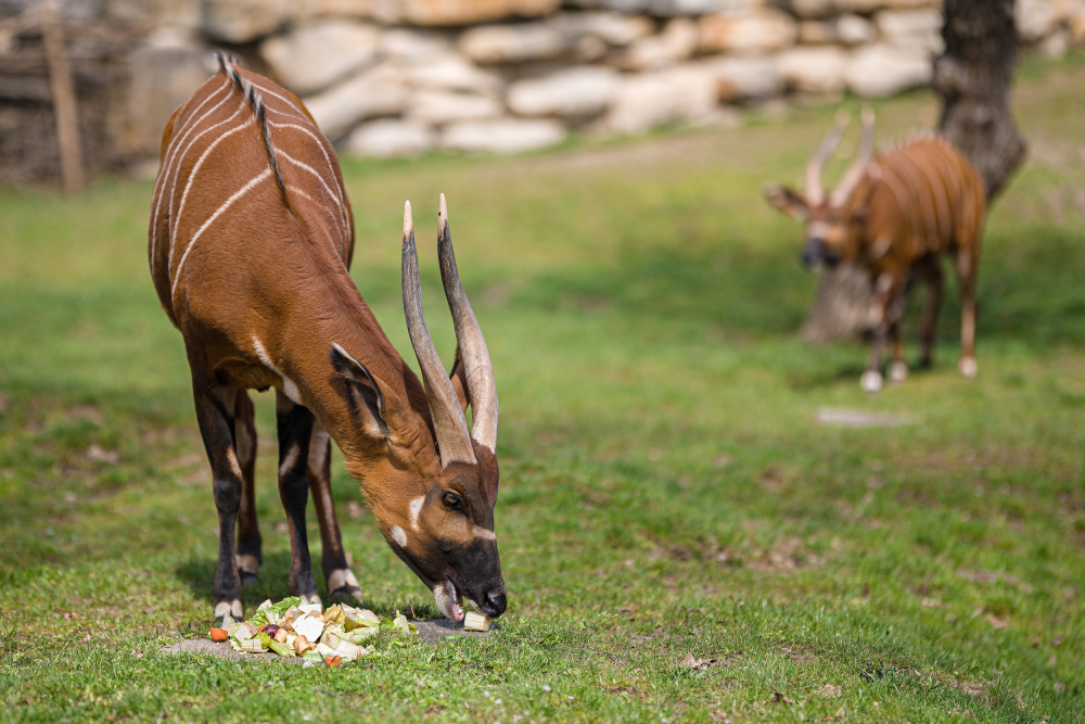 Bongo horský si pochutnává na směsi zeleniny. Foto: Petr Hamerník, Zoo Praha