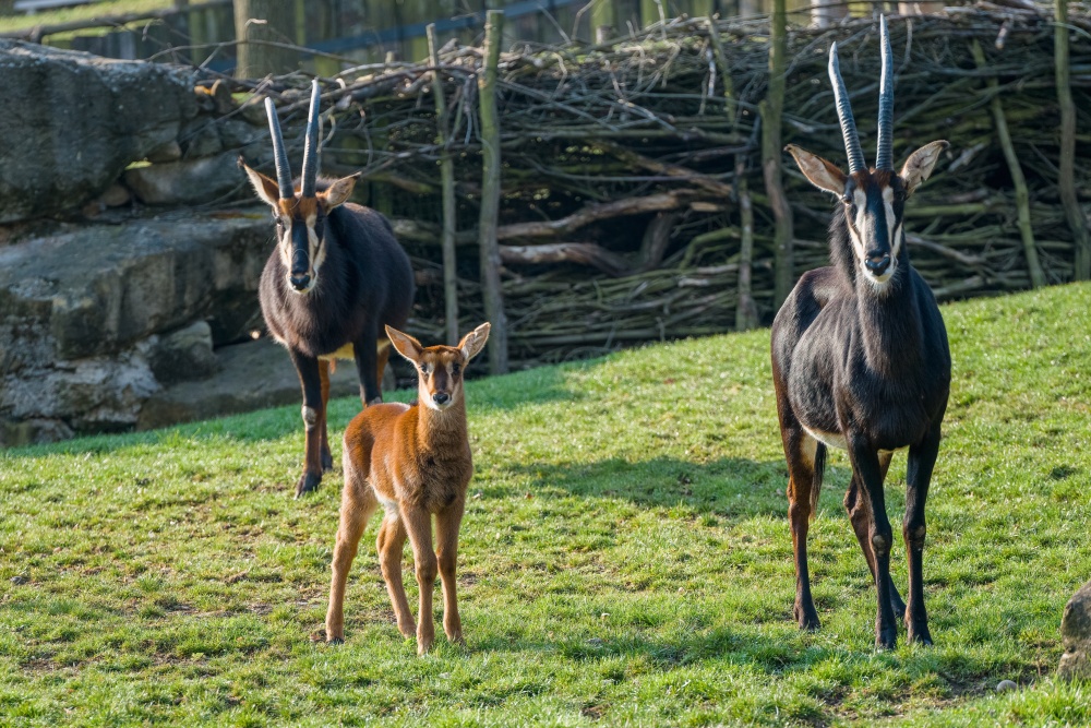 Antilopy vrané s mládětem. Foto: Petr Hamerník, Zoo Praha