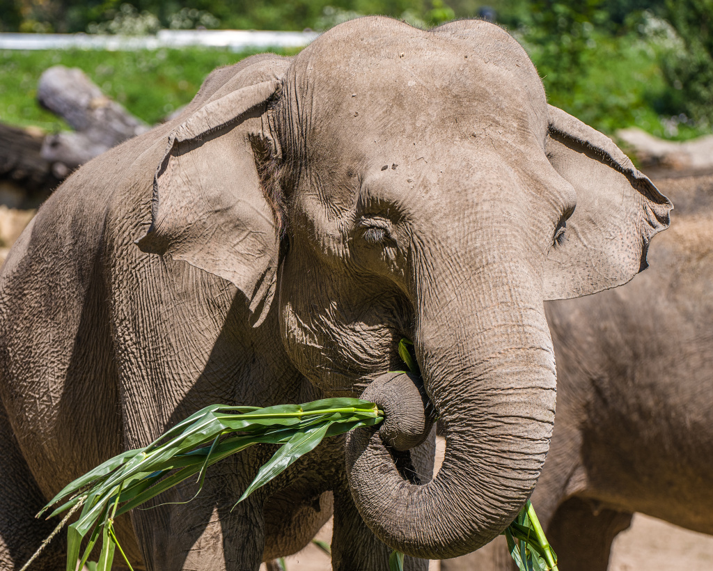 Samice slona indického Shanti. Foto: Petr Hamerník, Zoo Praha