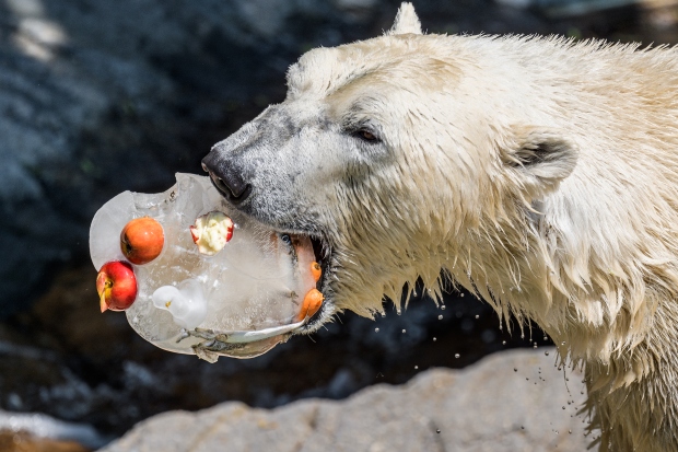 Zmrzlina pro lední medvědy obsahuje ryby, jablka a mrkev. Foto: Petr Hamerník, Zoo Praha