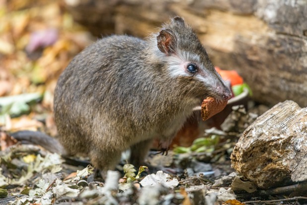 Věková rekordmanka Prašivka si na tomto snímku pochutnává na sušence, ale jinak miluje hlavně žampióny. Foto: Petr Hamerník, Zoo Praha