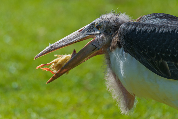 Marabu si pochutnává na kuřátku. Foto: Petr Hamerník, Zoo Praha