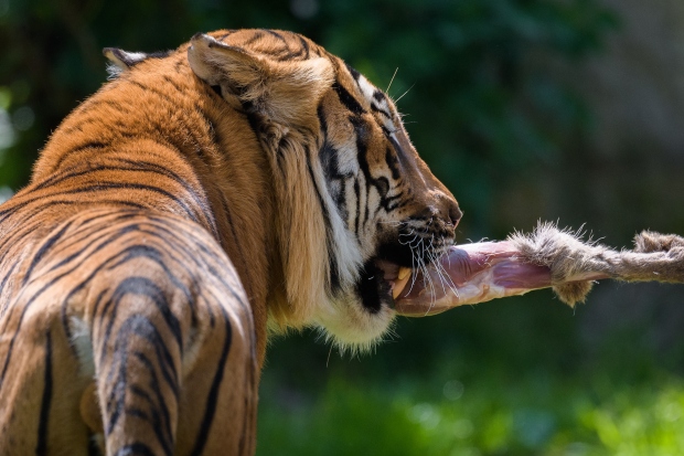 Tygr malajský Johann s kusem masa, které ukořistil ze speciálního bunjee. Foto: Petr Hamerník, Zoo Praha 