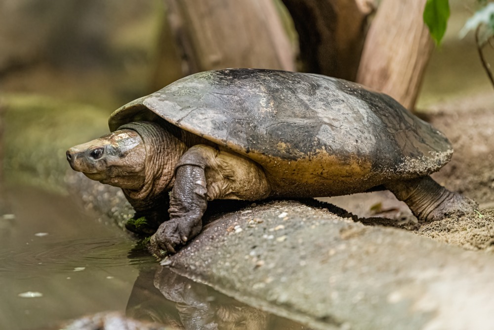 Orlicie bornejská je plodožravá vodní želva. Foto: Petr Hamerník, Zoo Praha