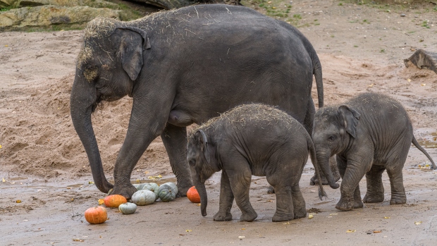 Pro zpestření dostávají naši chobotnatci dýně; sloní princezny se s nimi setkaly poprvé. Foto: Petr Hamerník, Zoo Praha