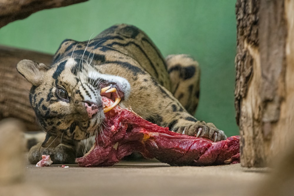 Samec pardála obláčkového Cayan ukořistil maso s kostí a teď ho zaujatě obírá. Foto: Petr Hamerník, Zoo Praha