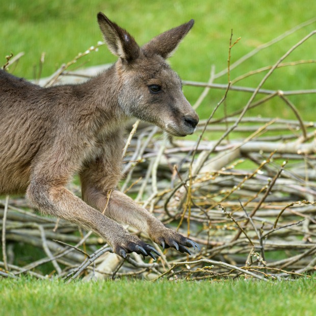 Klokani mají rádi vrbové větve. Foto: Petr Hamerník, Zoo Praha