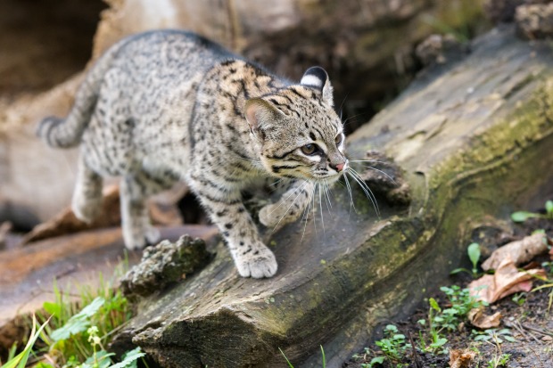 Oceloti (kočky) slaništní jsou otužilá zvířata, náš pár uvidíte po celý rok ve venkovní voliéře. Foto: Petr Hamerník, Zoo Praha