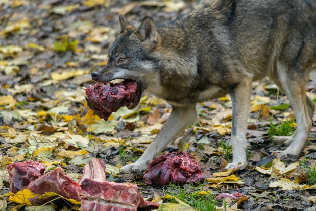 U krmení vlci neznají bratra. Foto: Petr Hamerník, Zoo Praha