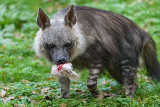 Hyeně čabrakové nedělá problém zkonzumovat celou králičí hlavu. Foto: Petr Hamerník, Zoo Praha