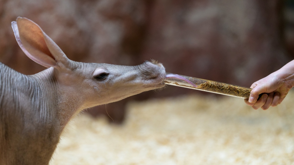 V přírodě vybírá hrabáč dlouhým a lepkavým jazykem mraveniště a termitiště. Foto: Petr Hamerník, Zoo Praha