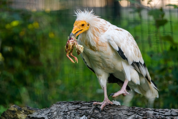 Součástí jídelníčku supa mrchožravého jsou kuřátka. Foto: Petr Hamerník, Zoo Praha