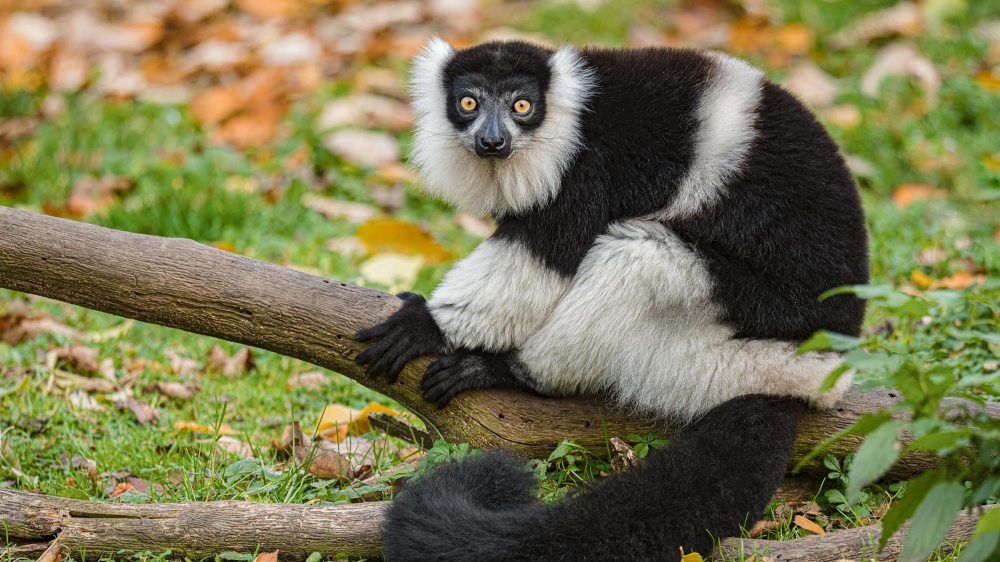 Foto: Petr Hamerník, Zoo Praha