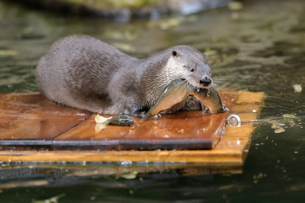 Na voru chutnají ryby nejlépe. :-) Foto: Petr Hamerník, Zoo Praha