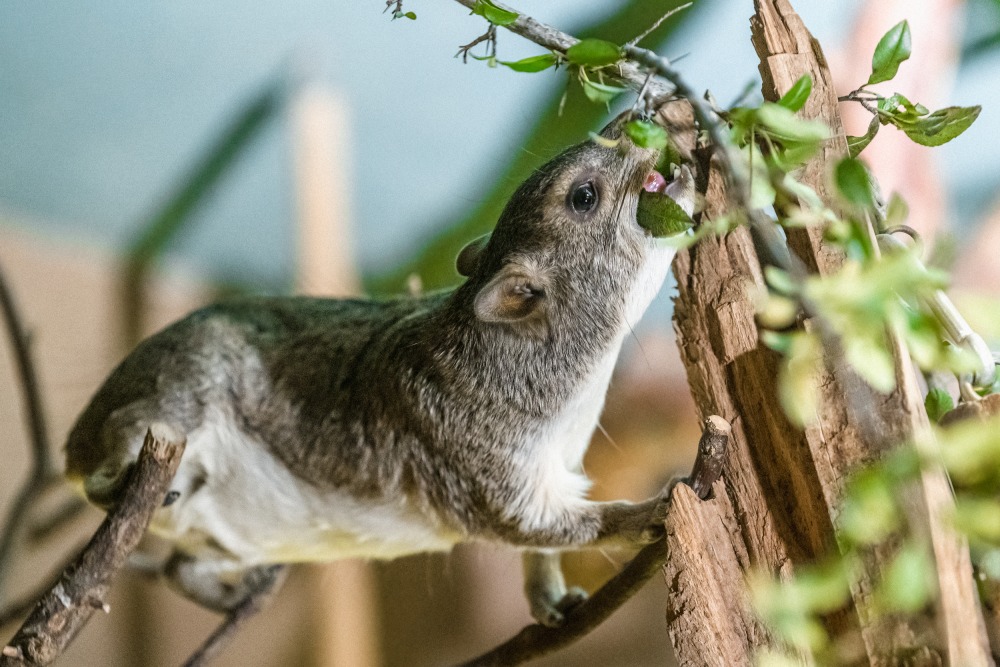 Daman stepní se v přírodě živí hlavně listy akácií a jejich výhonky. I v zoo má po celý den k dispozici olistěné větve. Foto: Petr Hamerník, Zoo Praha