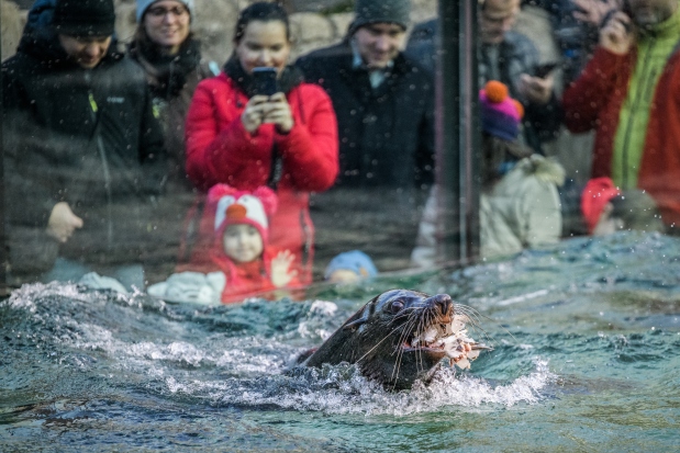 Meloun se předvádí se svou rybí zmrzlinou. Foto: Petr Hamerník, Zoo Praha