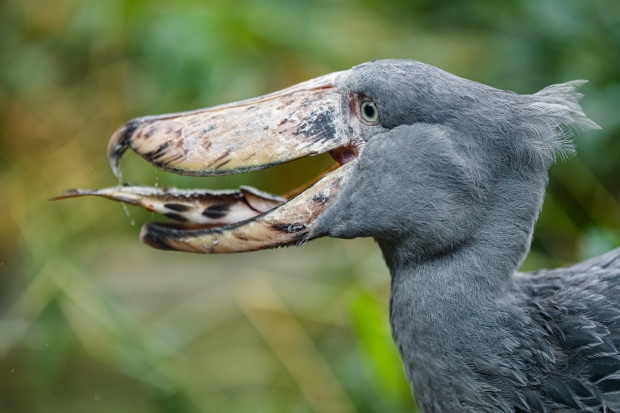 Člunozobci jsou nároční strávníci a druhy ryb je třeba jim obměňovat. Foto: Petr Hamerník, Zoo Praha 