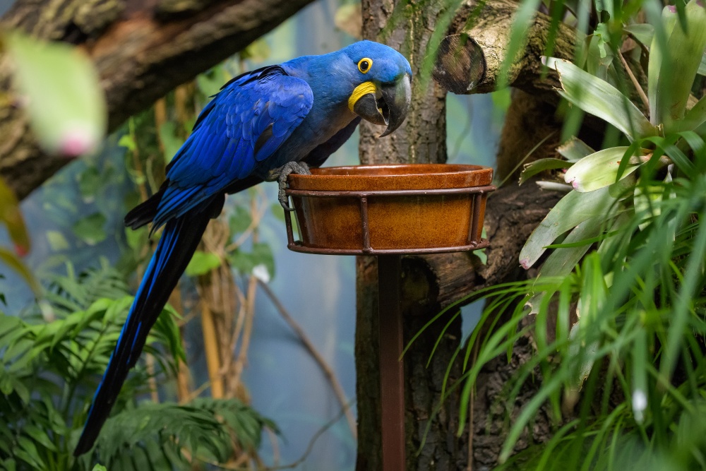 Ara hyacintový je největší letuschopný papoušek na světě. V Zoo Praha obývá Rákosův pavilon. Foto: Petr Hamerník, Zoo Praha 