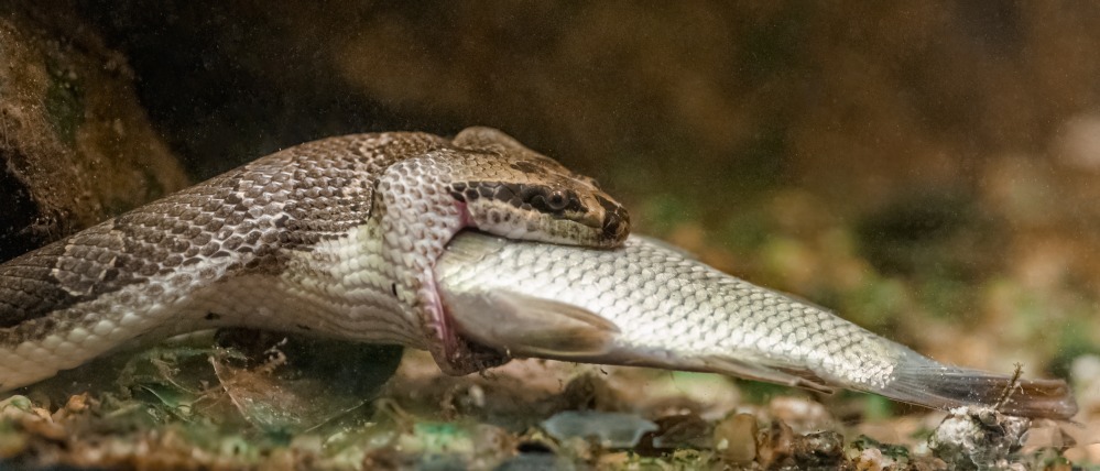 Vodnářka pruhovaná je rybožravá specialistka, která dokáže spolknout kořist i pod vodou. Foto: Petr Hamerník, Zoo Praha