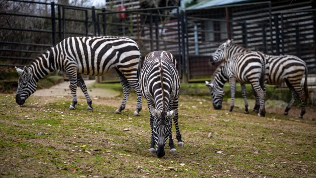 Pasoucí se zebry bezhřívé. Foto: Petr Hamerník, Zoo Praha