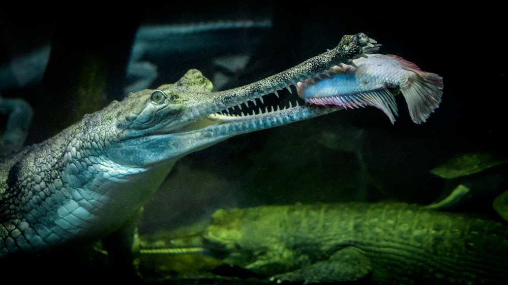 Gaviál si pomocí dlouhých pinzetovitých čelistí potravu obratně nadhazuje. Foto: Petr Hamerník, Zoo Praha