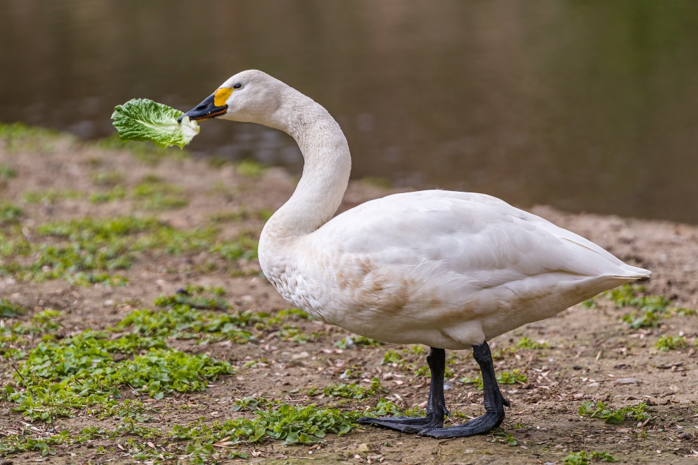 Labuť Bewickova dostává mimo jiné různé druhy salátů. Foto: Petr Hamerník, Zoo Praha