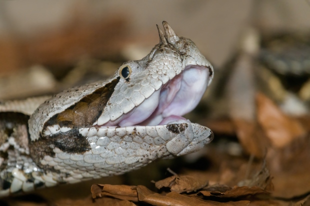 Zmiji nosorožčí by přemíra potravy nesvědčila. Foto: Petr Hamerník, Zoo Praha 