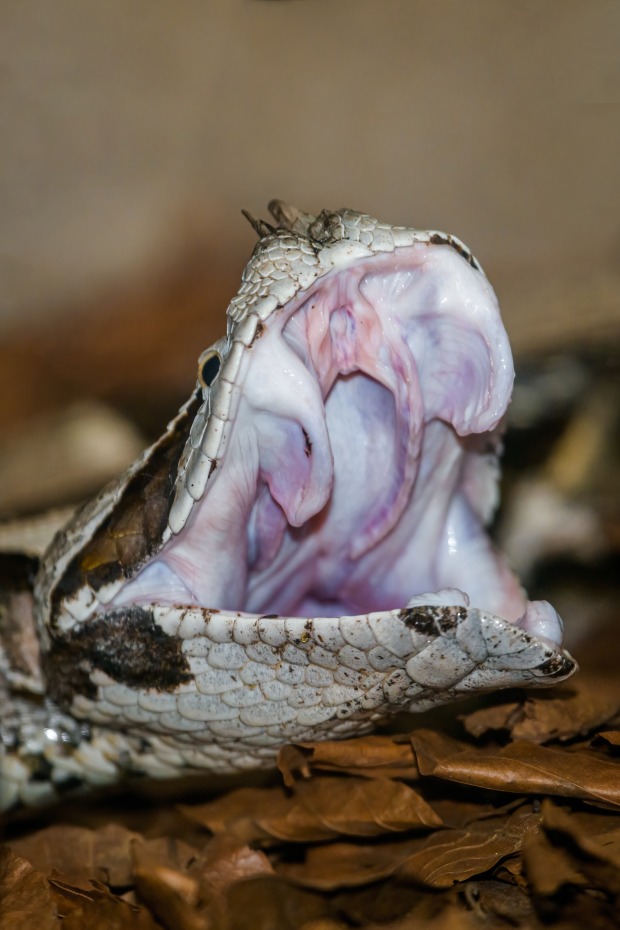 Pro zmiji nosorožčí je charakteristická velká plochá hlava a dva růžky na čenichu. Po namáhávém polykání si protahuje čelisti. Foto: Petr Hamerník, Zoo Praha