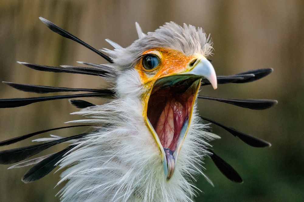 Hadilov má na hlavě prodloužená pera, která při načepýření vypadají jako brky za uchem středověkého písaře. Foto: Petr Hamerník, Zoo Praha