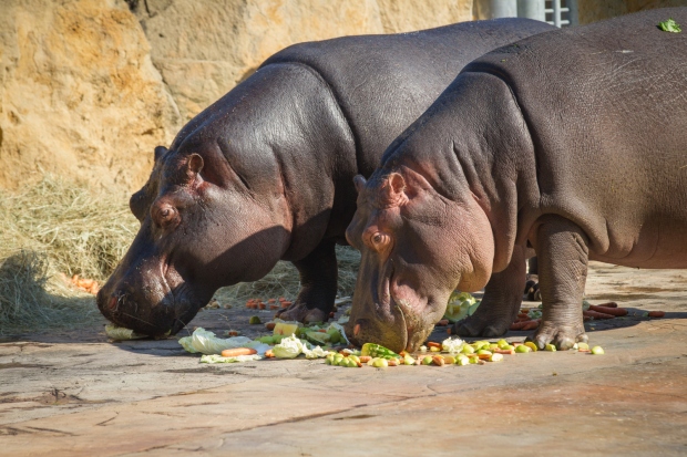 Hroši Maruška a Fanda si pochutnávají na zelenině. Foto: Tereza Mrhálková, Zoo Praha