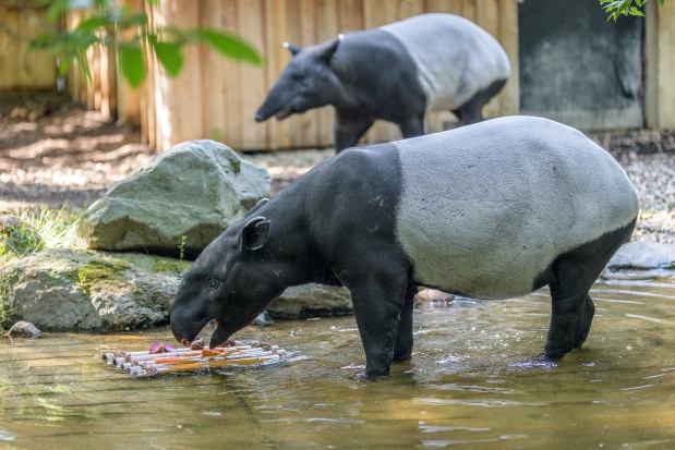 Tapíři čabrakoví Indah a Nico dostávají krmení také někdy na bambusovém voru. Foto: Petr Hamerník, Zoo Praha