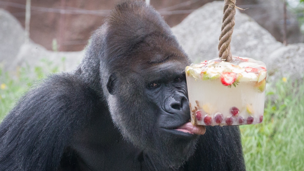 V létě dostávají gorily speciální zmrzlinu. Foto: Tereza Mrhálková, Zoo Praha