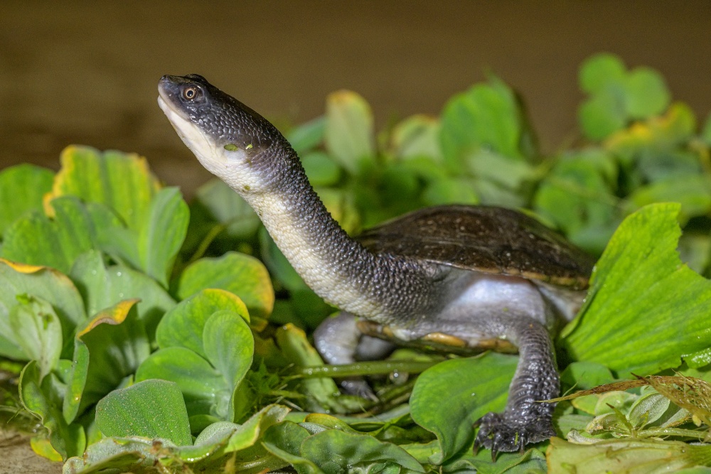 Dlouhokrčka rotiská jakožto velmi žravá želva dostává několikrát do týdne velký objem krmiva. Foto: Petr Hamerník, Zoo Praha