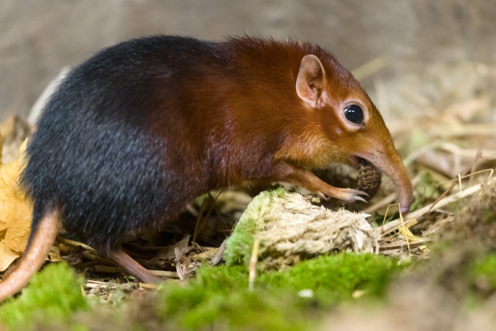 Bércoun Petersův ve své expozici loví živý, dobře nakrmený hmyz. Foto: Petr Hamerník, Zoo Praha