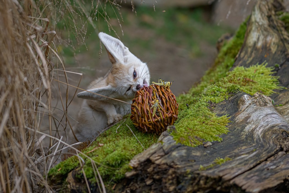 Na hmyzu si fenci pochutnávají převážně dopoledne. V nabídce mají cvrčky, šváby, saranče i červíky. Foto: Petr Hamerník, Zoo Praha