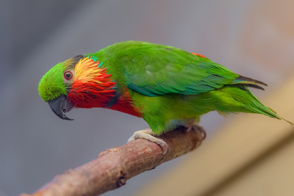 Loríčkovi se někdy říká také fíkový papoušek. Foto: Petr Hamerník, Zoo Praha