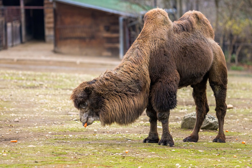 V Zoo Praha chováme pětičlenné stádo velbloudů dvouhrbých domácích. K jejich oblíbeným pochoutkám patří mrkev. Foto: Petr Hamerník, Zoo Praha 