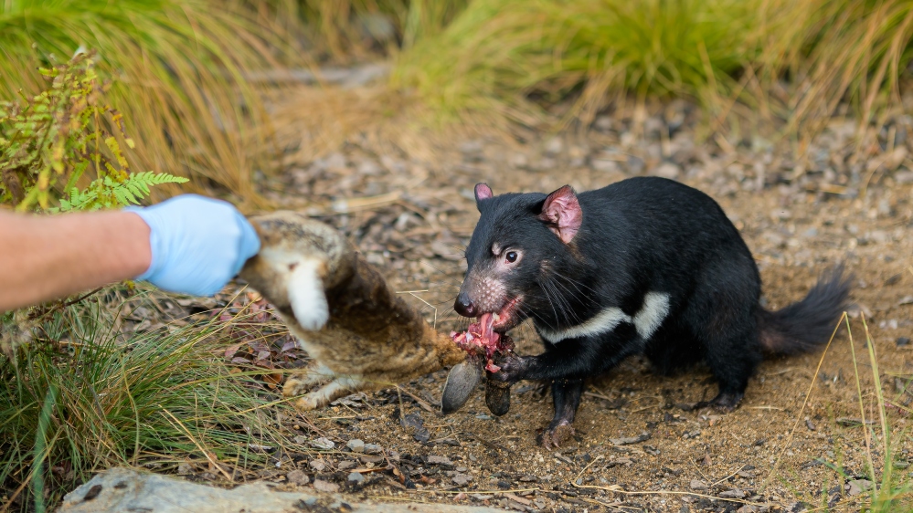 Ďáblice Nutmeg si pochutnává na králíkovi. Foto: Petr Hamerník, Zoo Praha